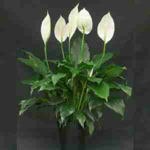 Peace Lily aka Spathiphyllum Macrophyllum