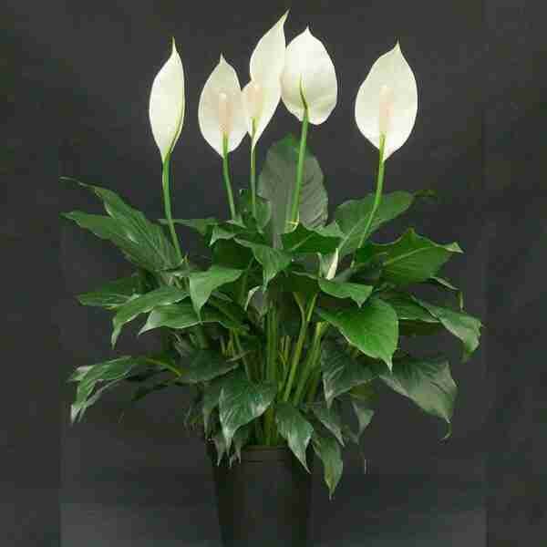 Peace Lily aka Spathiphyllum Macrophyllum