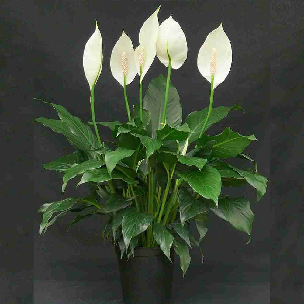 Peace Lily aka Spathiphyllum Macrophyllum