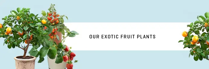 Online plant store