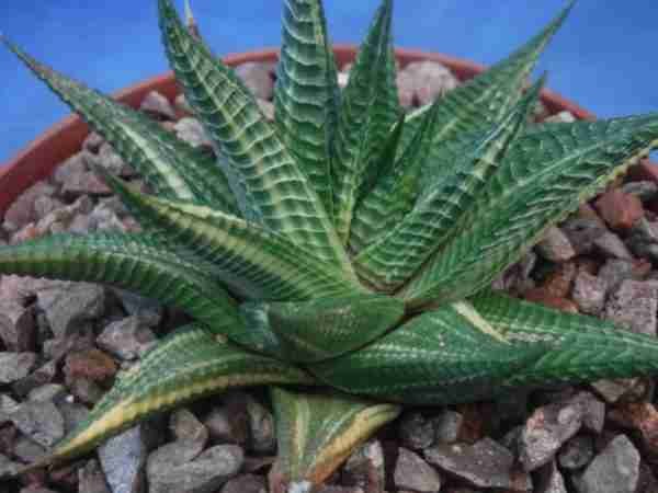 Haworthia Limifolia Variegated