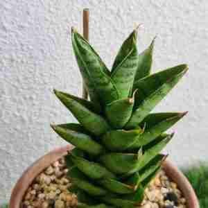 Sansevieria Hybrid Pagoda