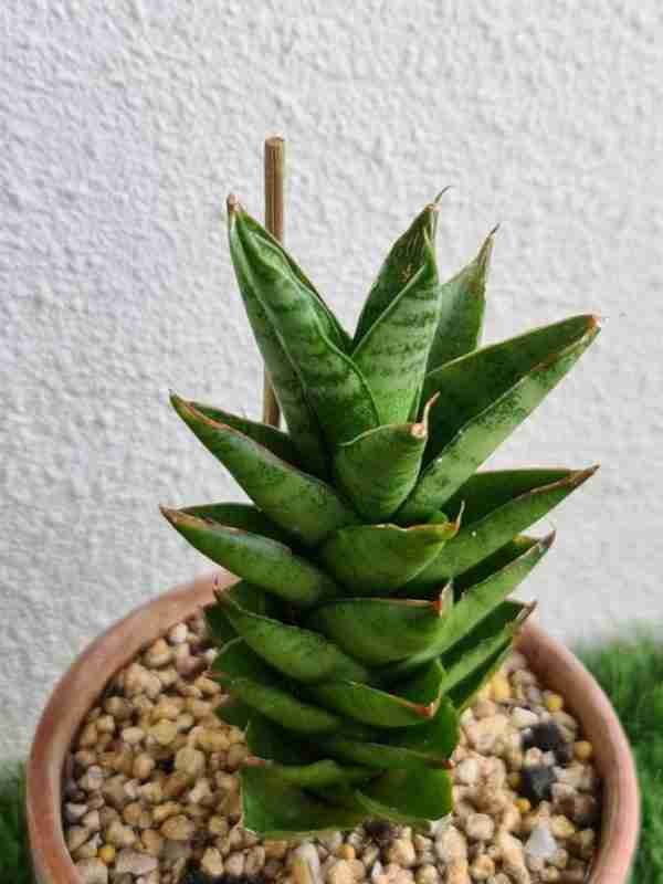 Sansevieria Hybrid Pagoda