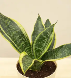 Sansevieria Superba