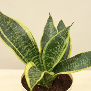 Sansevieria Superba