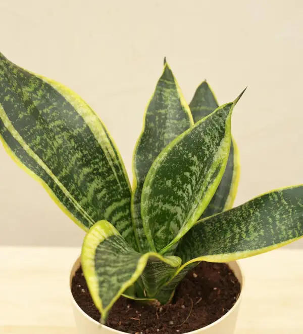 Sansevieria Superba