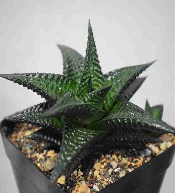 Haworthia Limifolia Nigra