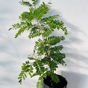 Sweet Tamarind Grafted Plant