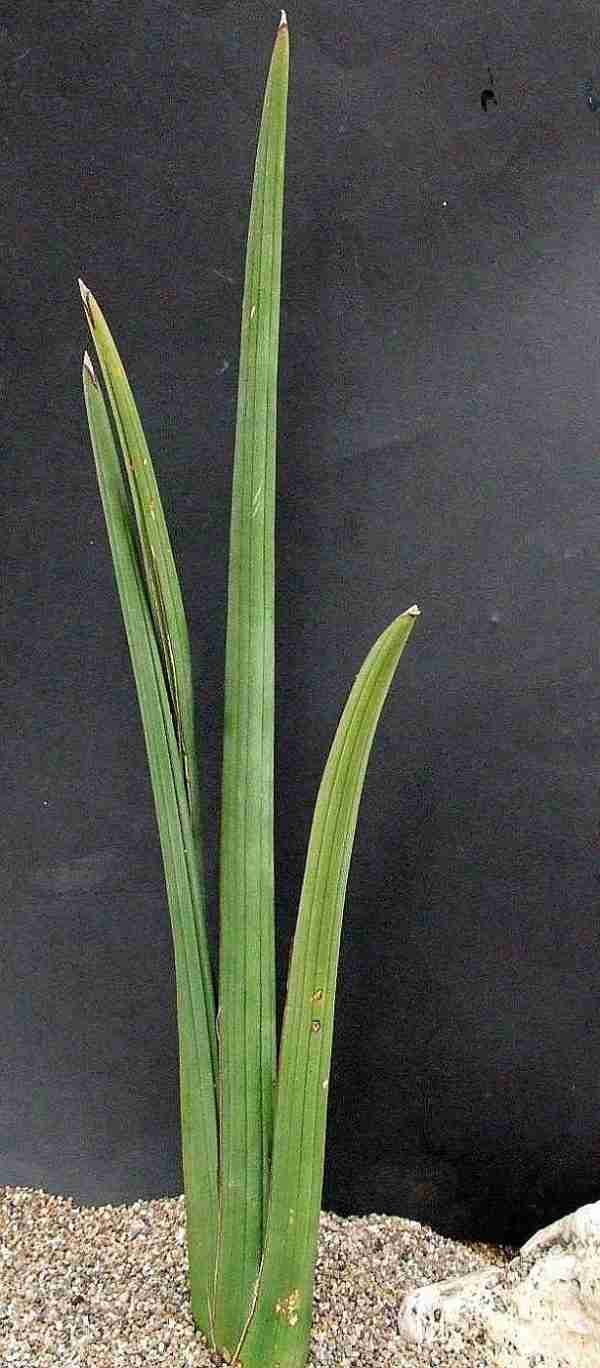 Sansevieria Pearsonii