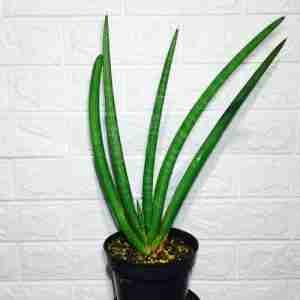 Sansevieria Pearsonii