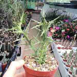 Euphorbia Stenoclada