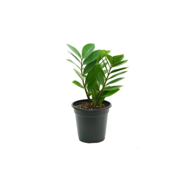 Zamioculcas zamifolia Aka ZZ plant