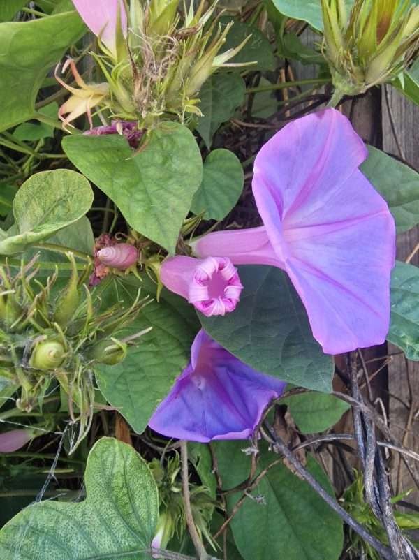 Morning glory (Ipomoea)