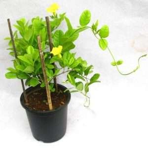 Allamanda Yellow Wild Allamanda