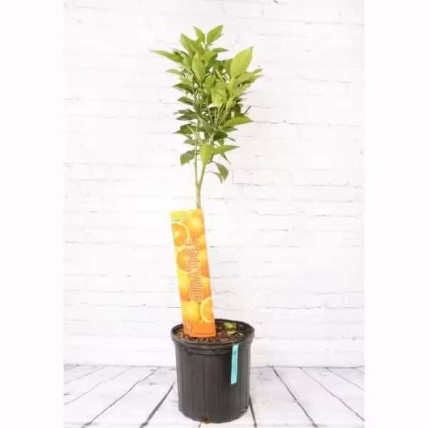Dwarf Valencia Orange Tree