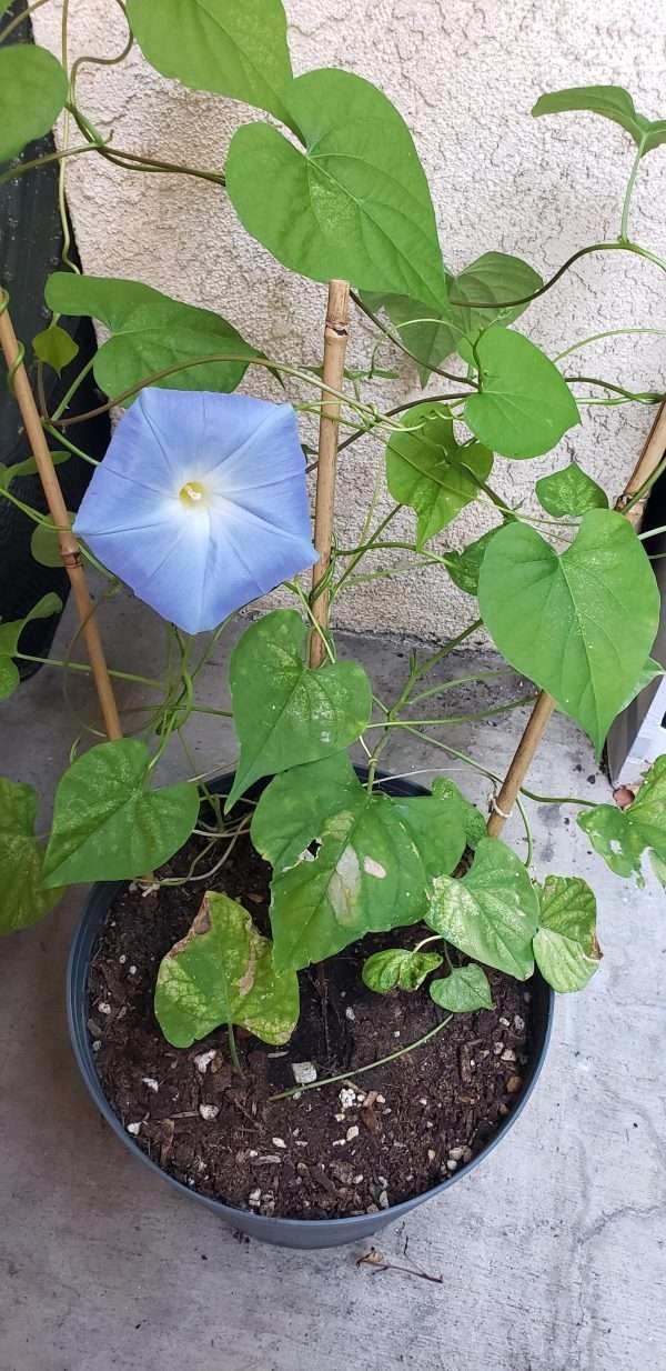 Morning glory (Ipomoea)