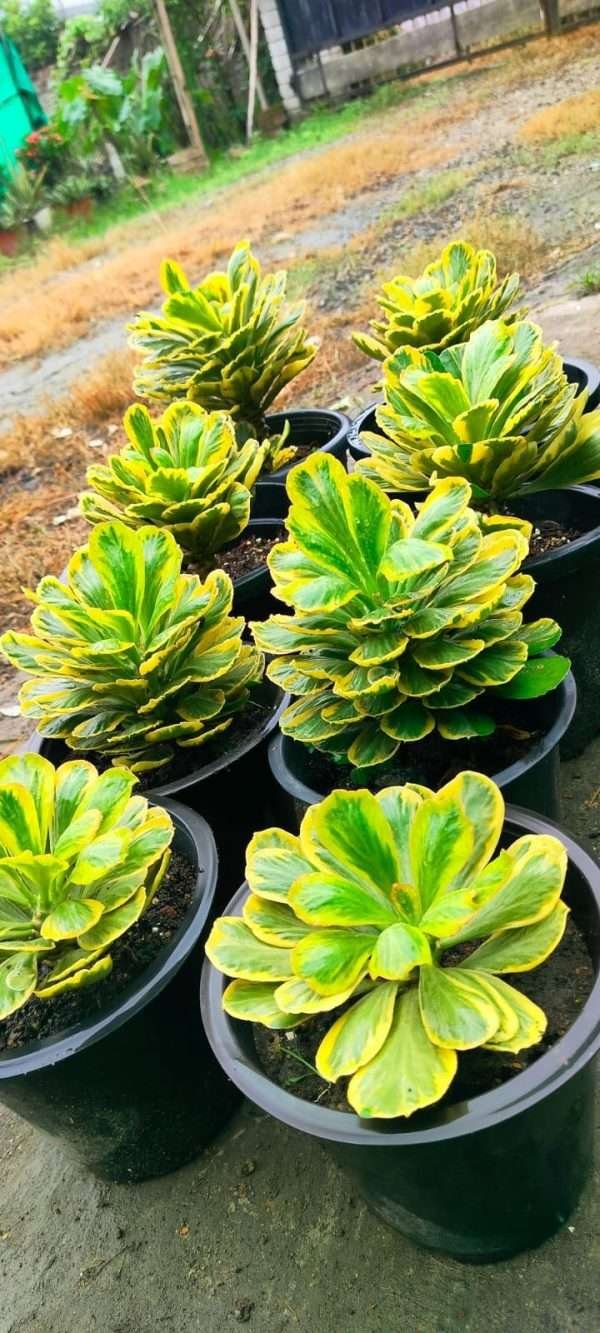 Euphorbia poissonii variegated