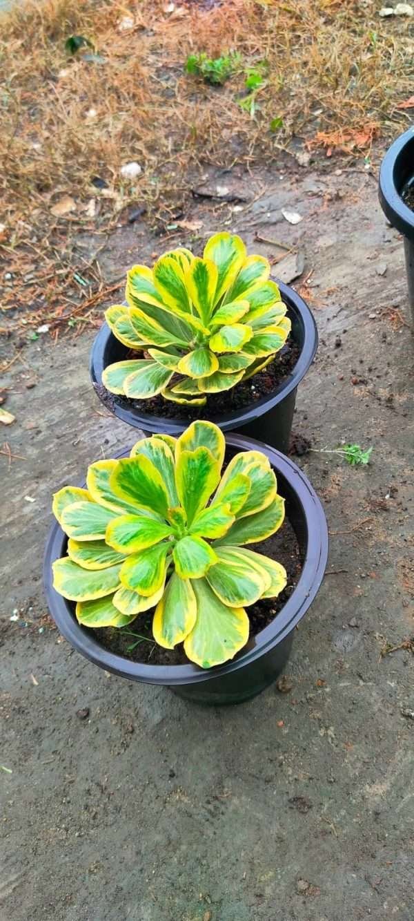 Euphorbia poissonii variegated