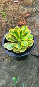 Euphorbia poissonii variegated on root