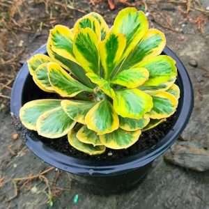 Euphorbia poissonii variegated on root
