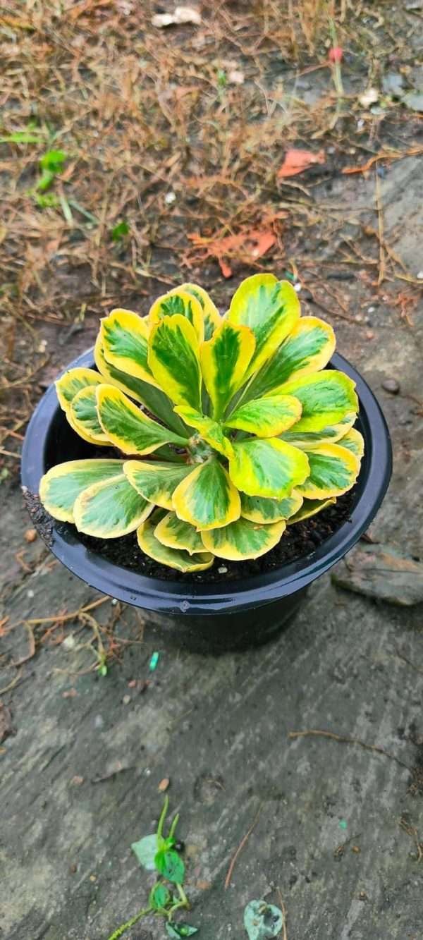 Euphorbia poissonii variegated on root