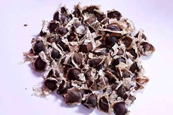 Moringa Oleifera fresh Seeds