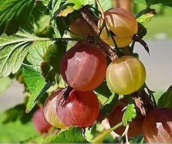 Red Amla Plant Gooseberry
