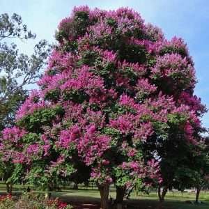 Lagerstroemia Speciosa 10 Seeds