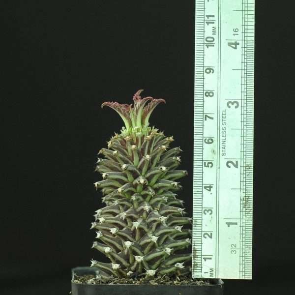 Monadenium schubei cv. 'Tanzania Red'