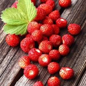 Alpine Strawberry Seeds