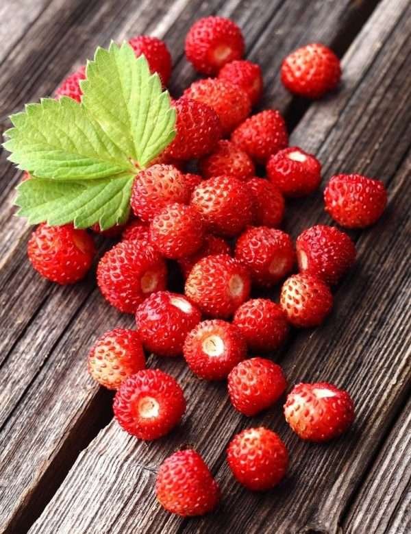 Alpine Strawberry Seeds
