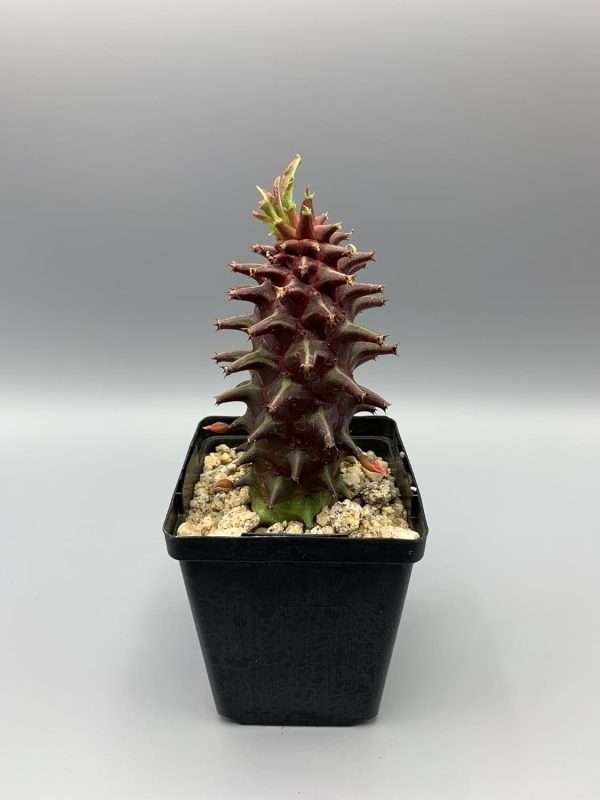 Monadenium schubei cv Tanzania Red
