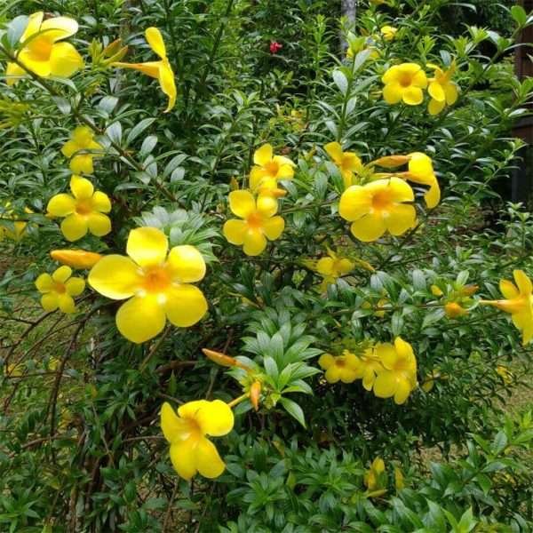 Allamanda Yellow / Wild Allamanda