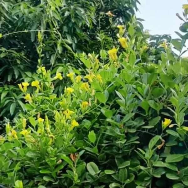 Allamanda Yellow / Wild Allamanda