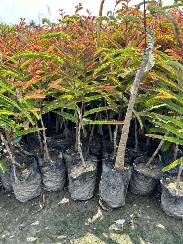 Red Amla Plant Gooseberry