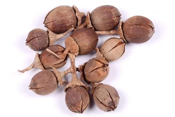 Pride of India, Lagerstroemia Speciosa, 10 Seeds
