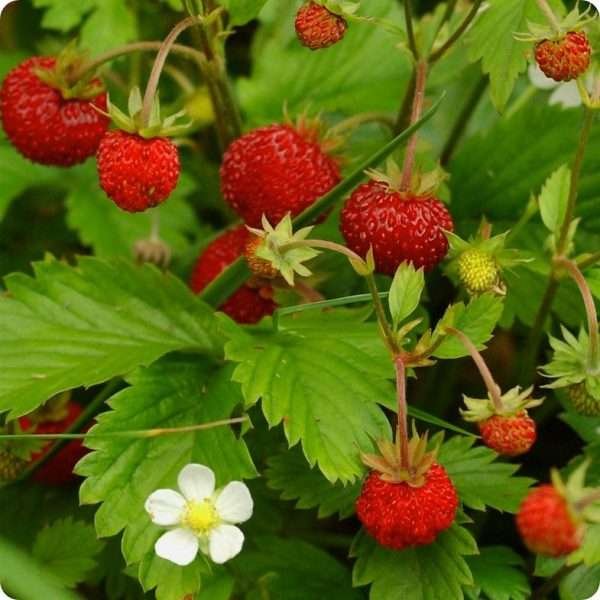 Alpine Strawberry Seeds