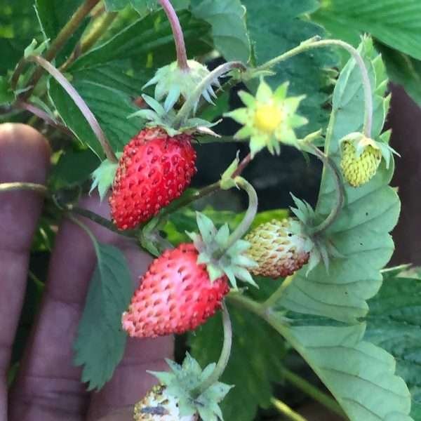 Alpine Strawberry Seeds