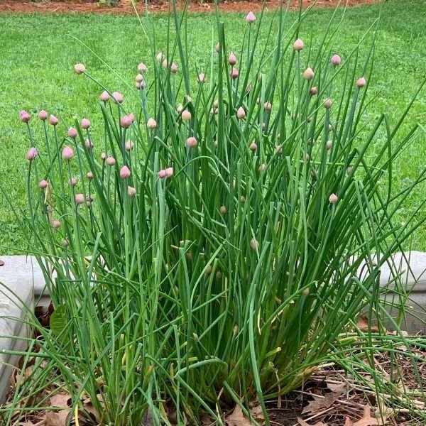 Chives Herb Seeds