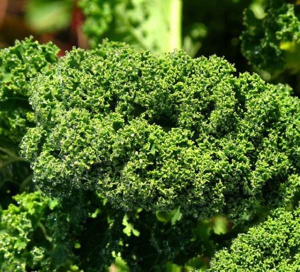 Curly Kale Herb Seeds