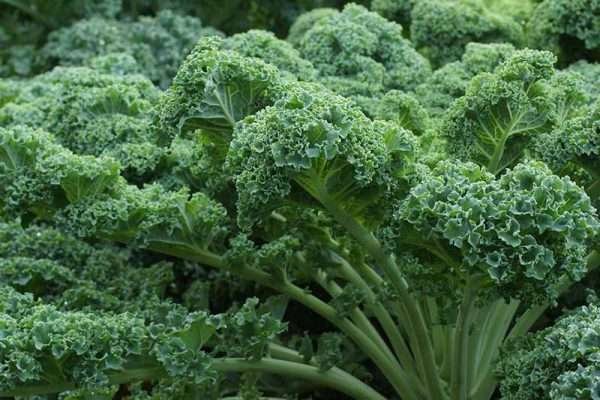 Curly Kale Herb Seeds