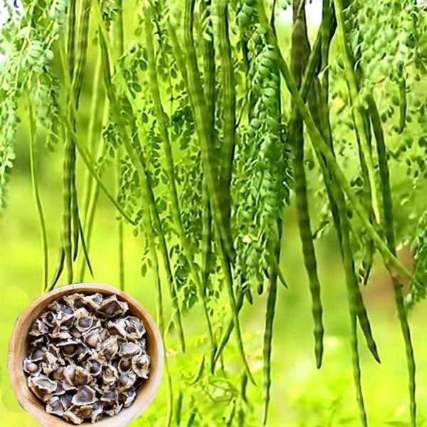 Moringa Oleifera fresh Seeds