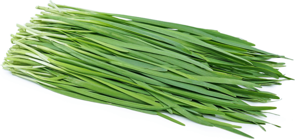 Garlic Chives Herb Seeds