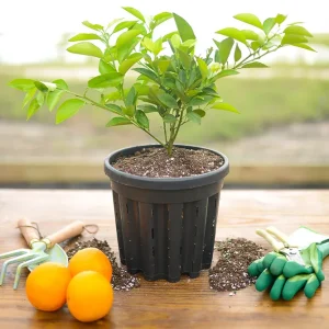 Dwarf Valencia Orange Tree