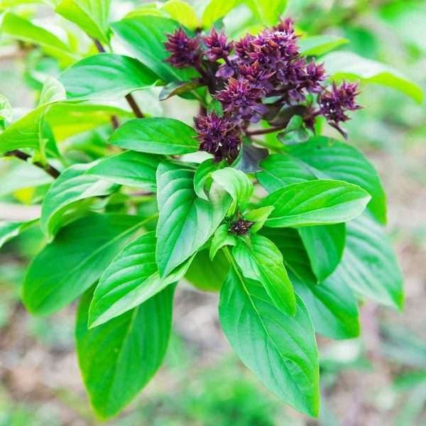 Herb Basil Green (Genovese) Seeds