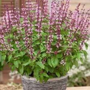 Herb Basil Green (Genovese) Seeds