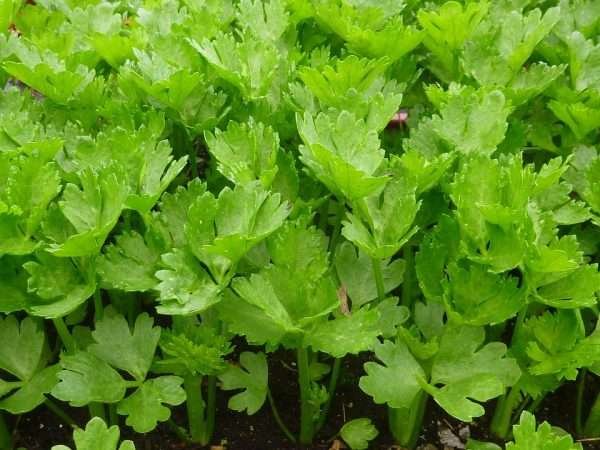 Herb Celery Seeds