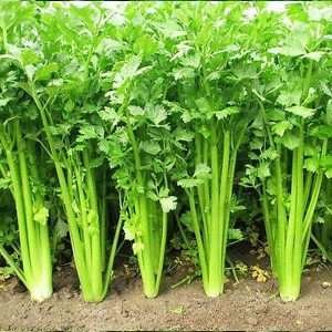 Herb Celery Seeds