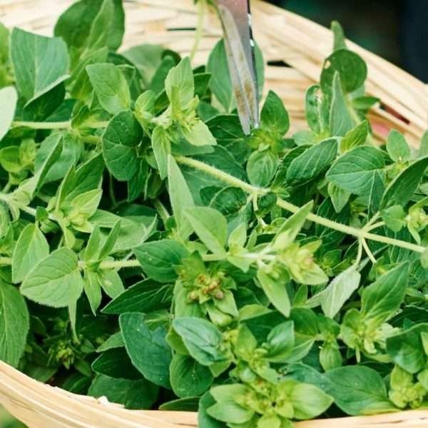 Herb Origanum vulgaris Seeds Oregano