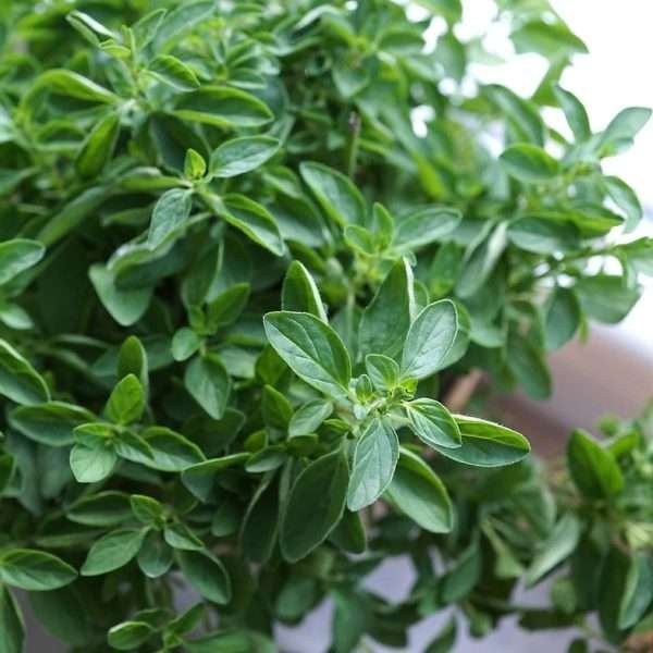 Herb Origanum vulgaris Seeds